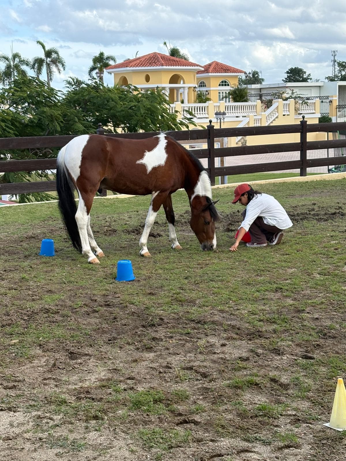 Niño trabajando desde el suelo junto a un caballo en una sesión de psicoterapia